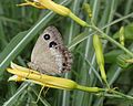 2014年6月15日 (日) 18:34時点における版のサムネイル