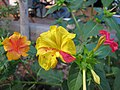 Different color variation in the flower and different color flowers in the same plant.