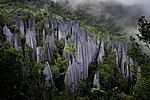 Limestone pinnacles in a foggy tropical forest