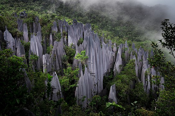 The karst formation known as the Pinnacles, located near the top of Mount Api, Mulu National Park. Photograph: Gurazuru