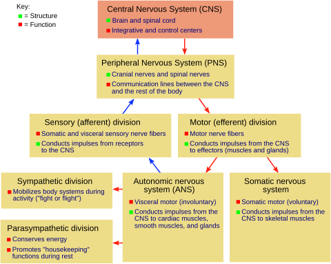 Diagram of the vertebrate nervous system NSdiagram.svg