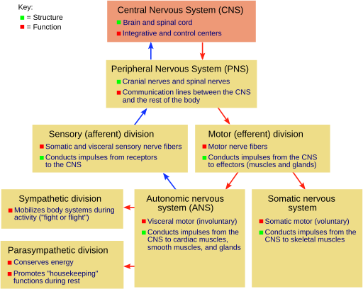 Essay activity theory of ageing