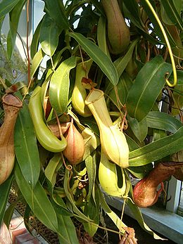 Retažiedis ąsotenis (Nepenthes tobaica)