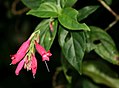 Odontonema fuchsioides