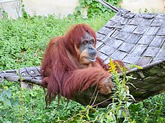 Sumatra-Orang-Utan