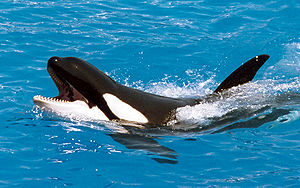 Orca oder Groer Schwertwal