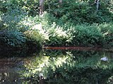 Oswegatchie River - tannin-stained water