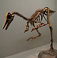 Esqueleta d'un dinosaure que mòstra l'organizacion simetrica caracteristica dels animaus vertebrats