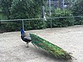 Blauer Pfau