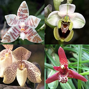 Phalaenopsis hieroglyphica (links oben) Wespen-Ragwurz (Ophrys tenthredinifera) (rechts oben) Paphiopedilum concolor (links unten) Maxillaria tenuifolia (rechts unten)