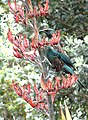 Fleurs de Phormium tenax avec un Tui cravate-frisée