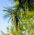 Miniatura para Pine Tree State Arboretum