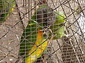 Mohrenkopfpapagei Senegal Parrot