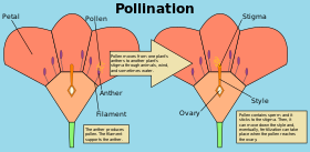 Diagram illustrating the process of pollination Pollination Diagram.svg