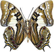 尾蛱蝶 P. pyrrhus pyrrhus