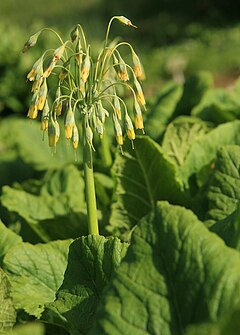 Primula grandis