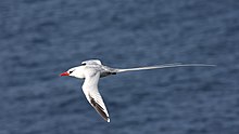 Red-billed Tropicbird (Phaethon aethereus) (4089464789).jpg