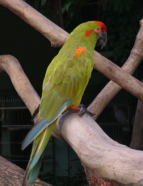 463px-Red-fronted_Macaw_%28Ara_rubrogenys%29_-on_branch-3cp.jpg