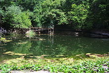 Photo montrant la vasque de Cabouy couverte de plantes aquatiques.