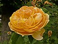 Rose 'Molineux'