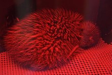 Rowi chick (Okarito Kiwi) in rearing facility at West Coast Wildlife Centre.jpg