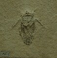 Scarabaeides deperditus, espèce fossile du Tithonien (Jurassique), env -150 millions d'années