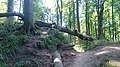 Der Schanzenberg in der Granitz: Blick westwärts zum nordwestlichen Eingang des Walls am Uferweg, 2015