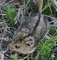 Hungarian birch mouse