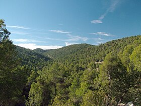 lesy borovice halepské ve španělském pohoří Sierra de Burete