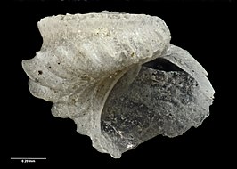 Sinezona laqueus