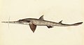 Image 16 Longnose sawshark Artist: William Buelow Gould A sketch of a longnose sawshark (Pristiophorus cirratus), a species of sawshark found in the eastern Indian Ocean around southern Australia on the continental shelf at depths of between 40 and 310 m (130 and 1,020 ft). It is a medium-sized shark with a saw-like flattened snout which measures up to thirty percent of its body size. More selected pictures