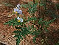 Solanum sisymbriifolium