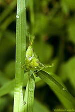 Miniatura para Sphenarium purpurascens