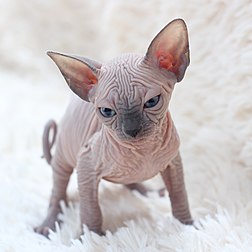 Chaton sphynx. (définition réelle 3 500 × 3 500)