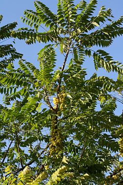 Karvaslaipikka (Phyllanthus acidus)