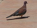 Palmtaube Laughing Dove