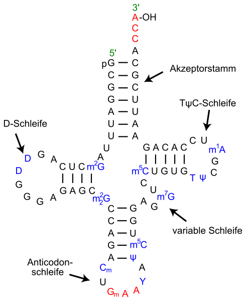 File:TRNA-Phe yeast.svg - Wikimedia Commo