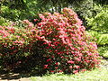 Rhododendron im Park Tannenfeld