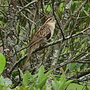 Tapea naevia Striped Cuckoo