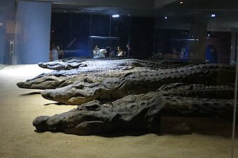 Muzej krokodilov