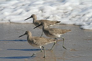 English: Willet on the beach.