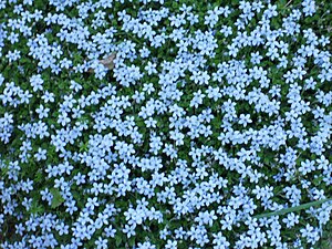 Tiny stepping stone flowers