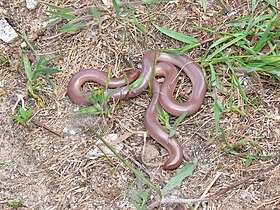 Typhlops vermicularis