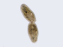 Ciliate undergoing the last processes of binary fission Unk.cilliate.jpg