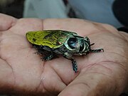 Live specimen in Peru, on human hand