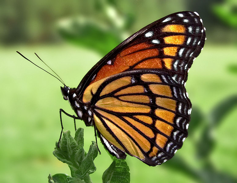 Butterfly pictures genus species - Viceroy 6