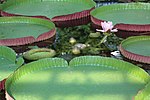 Vignette pour Victoria amazonica