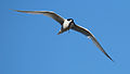 White-fronted tern flying with fish in its beak