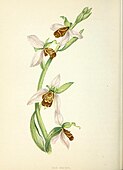 A bee orchid by Anne Pratt.