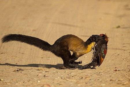 דלק צהוב-גרון הטורף חיות משק כתרנגולות